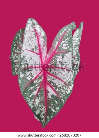 Leaf, dryleaf, art, color,  isolate 