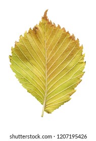 Leaf Of Elm Tree. Elm Tree Autumn Leaf Isolated. Asymmetry Slippery Elm  Leaf. 