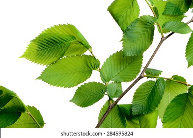 Leaf Elm Tree In The Forest