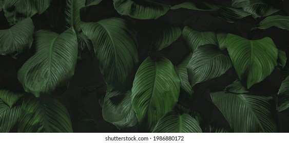 Leaf, Environmental Conservation, Green Color, Wall - Building Feature, Surrounding Wall