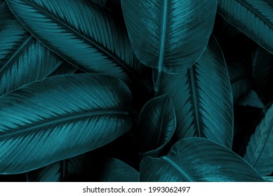 Leaf, Environmental Conservation, Green Color, Wall - Building Feature, Surrounding Wall