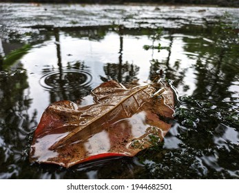 leaf fall in the puddle of water that reflection the view