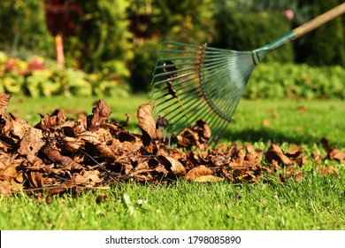 Leaf fall and removal in autumn, rake leaves on a meadow with rakes in the garden - Powered by Shutterstock