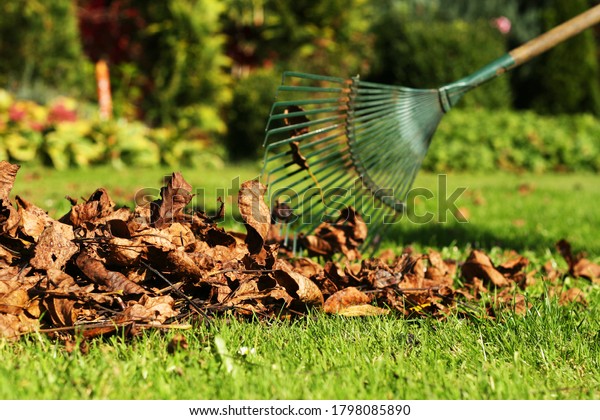 Leaf fall and removal in autumn, rake leaves\
on a meadow with rakes in the\
garden