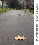 A leaf falling from the tree to the ground in a rainy autumn weather and pigeons walking around in the park.