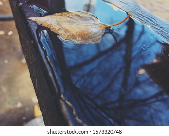Leaf fell into a puddle