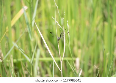 Leaf in the field