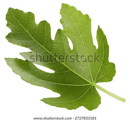 Leaf fig. Leaf clipping path. Organic fig leaf macro studio photo. Full depth of field