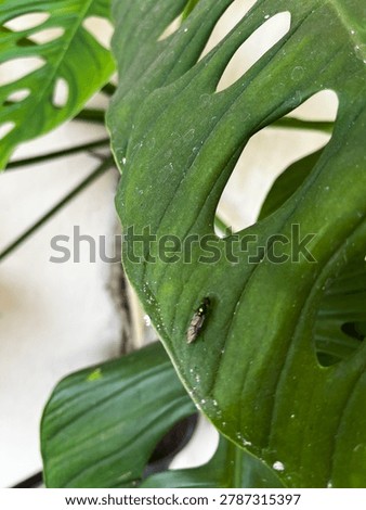 leaf flies that are feeding, perhaps?
