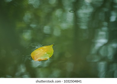 Leaf floating on water.