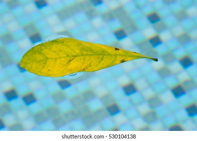 Leaf floating in pool, drifting and pulled around in a weightless space right at the surface of the swimming pool.  This floating leaf symbolizes leisure time and freedom near the bright outdoor pool.