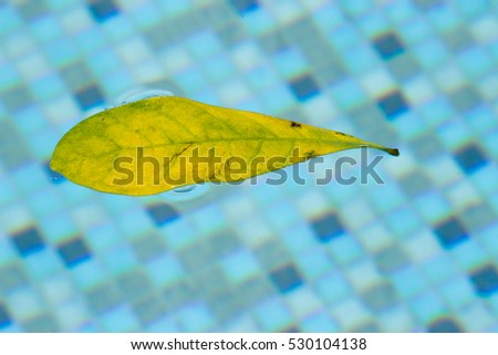 Leaf floating in pool, drifting and pulled around in a weightless space right at the surface of the swimming pool.  This floating leaf symbolizes leisure time and freedom near the bright outdoor pool.