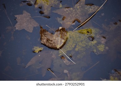 leaf floating in rainwater puddle