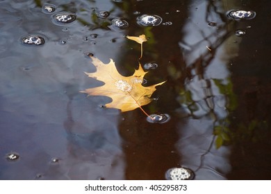 Leaf Floating in water