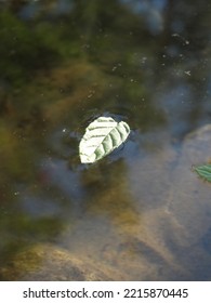 A leaf floats in the water