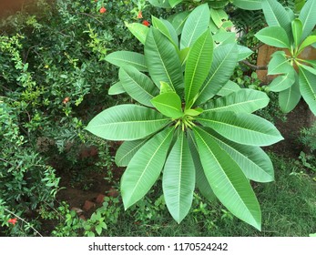 Leaf Flower In Giglana Neemrana Rajasthan In India On 03 September 2018 1000 Hours.