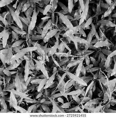 Leaf Foliage Texture Top View. Monochrome Nature Background