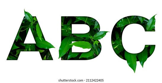 Leaf font A,B,C isolated on white background. Leafs font A,B,C made of Real alive leaves with Previous paper cut shape of font. Leafs font