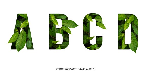 Leaf font A,B,C,D isolated on white background. Leafs font A,B,C,D made of Real alive leaves with Previous paper cut shape of font. Leafs font. - Shutterstock ID 2024175644