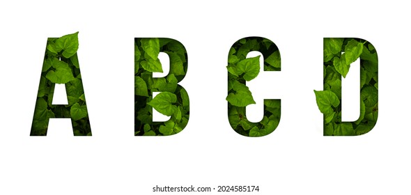 Leaf font A,B,C,D isolated on white background. Leafs font A,B,C,D made of Real alive leaves with Previous paper cut shape of font. Leafs font. - Shutterstock ID 2024585174