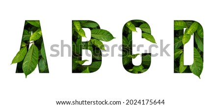 Leaf font A,B,C,D isolated on white background. Leafs font A,B,C,D made of Real alive leaves with Previous paper cut shape of font. Leafs font.