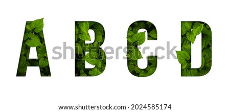 Leaf font A,B,C,D isolated on white background. Leafs font A,B,C,D made of Real alive leaves with Previous paper cut shape of font. Leafs font.