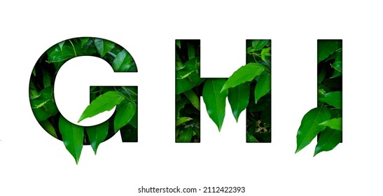 Leaf font G,H,I isolated on white background. Leafs font G,H,I made of Real alive leaves with Previous paper cut shape of font. Leafs font - Shutterstock ID 2112422393