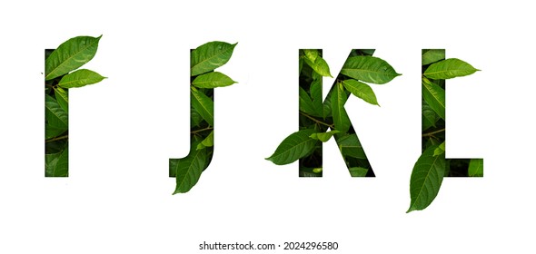 Leaf font I,J,K,L isolated on white background. Leafs font I,J,K,L made of Real alive leaves with Previous paper cut shape of font. - Shutterstock ID 2024296580
