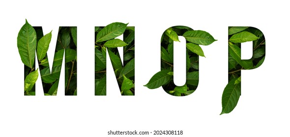 Leaf font M,N,O,P isolated on white background. Leafs font M,N,O,P made of Real alive leaves with Previous paper cut shape of font. - Shutterstock ID 2024308118