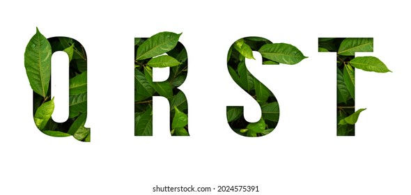 Leaf font Q,R,S,T isolated on white background. Leafs font Q,R,S,T made of Real alive leaves with Previous paper cut shape of font.