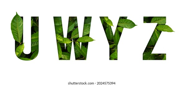 Leaf font U,W,Y,Z isolated on white background. Leafs font U,W,Y,Z made of Real alive leaves with Previous paper cut shape of font. - Shutterstock ID 2024575394