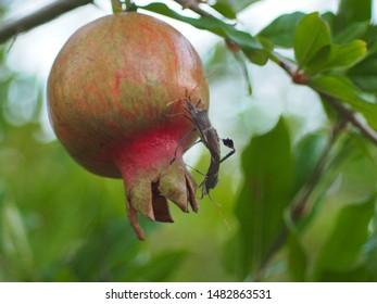 Leaf Footed Bugs mating, on pomegranate.