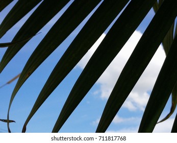 leaf foreground sky background 