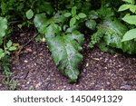 Leaf in the Forest on the ground 