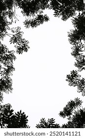 leaf frame, text space in frame, plant ornament as frame, background for text, natural frame, background, background for presentation