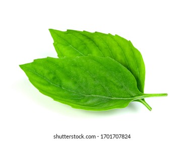 leaf  fresh basil isolated on white background ,Green leaves pattern