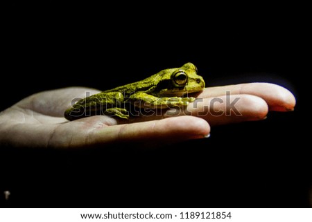 Similar – Image, Stock Photo the Prince Colour photo