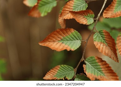 Leaf with fungal disease or sun burn or fertilizer burn, changing color to brown or red, dried at tip, powdery