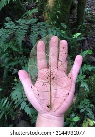 Leaf Fungus In Amazon Region