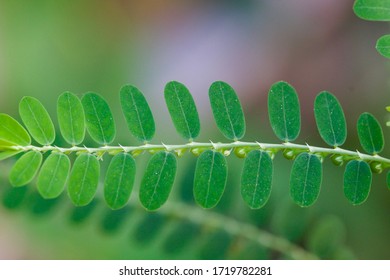 Leaf Gale Wind Phyllanthus Amarus Stock Photo 1719782281 | Shutterstock