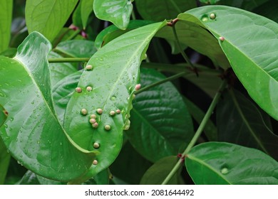 Leaf Galls Little Bumps On Leaves Stock Photo 2081644492 | Shutterstock