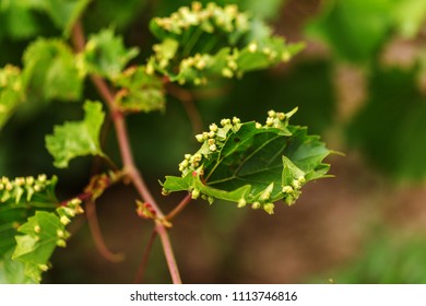 Leaf galls look like warts on grape leaves caused by a parasite or insects, mites living in vines. Does not affect the grapes. Grape disease of the phylloxera (Daktulosphaira vitifoliae) on leaves