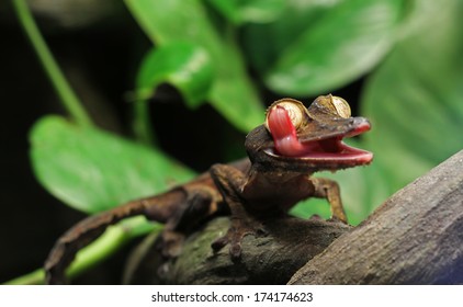 Leaf Gecko Licking Its Own Eye