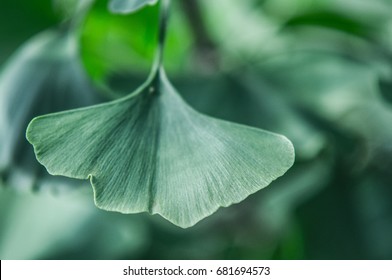 A Leaf Of An Gingko Biloba Tree