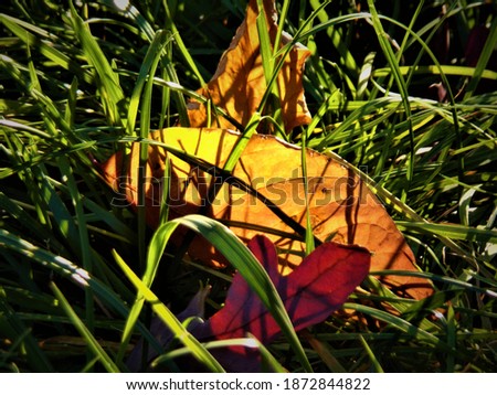 A leaf glowing in the grass