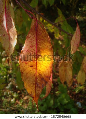 Leaf glowing from the sun