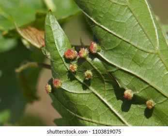 Leaf of grapevines with galls of Grape phylloxera, Daktulosphaira vitifoliae