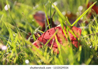 Leaf in the grass