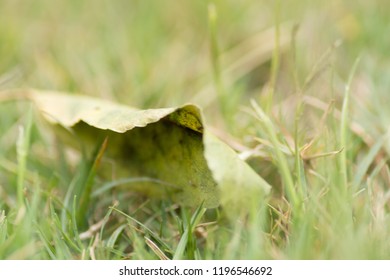 Leaf in grass