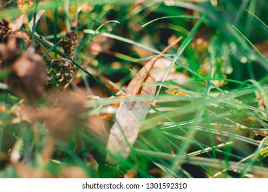 
leaf in the grass